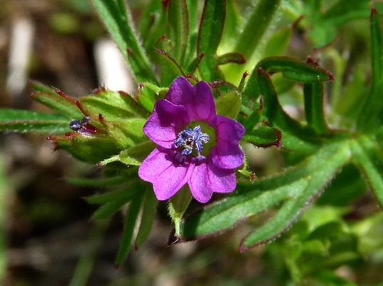{Geranium dissectum}